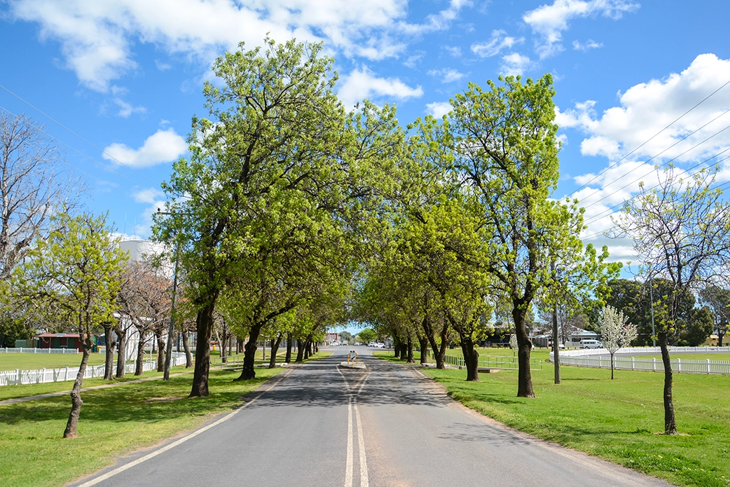 Narromine Shire Tree Lined Street